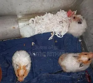 Longhair Hamster