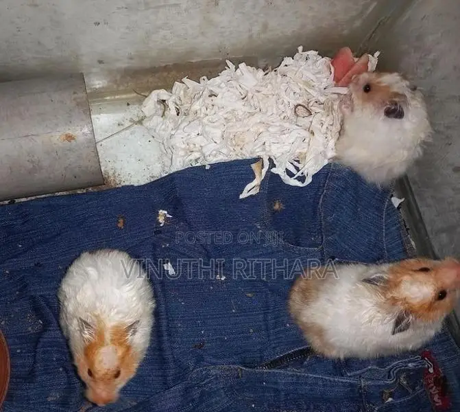 Longhair Hamster