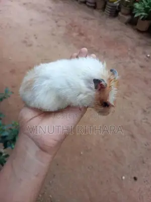 Longhair Hamster