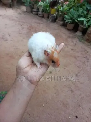 Longhair Hamster