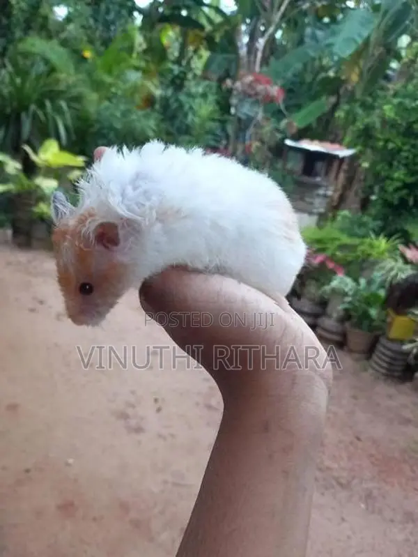 Longhair Hamster