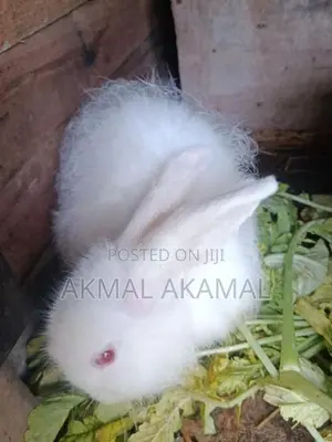 முயல்
