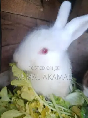 முயல்