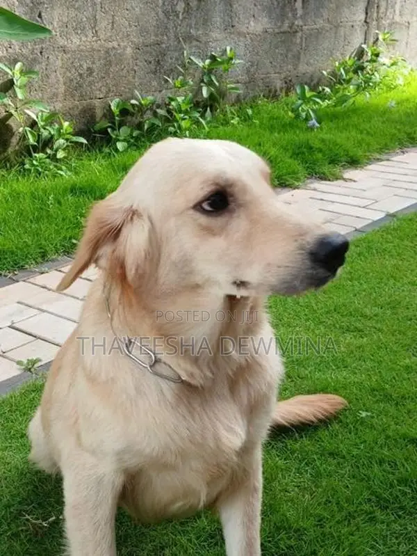 Golden Retriever Female Dog