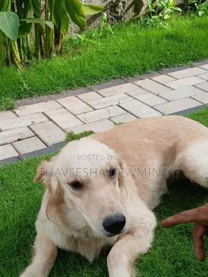 Golden Retriever Female Dog
