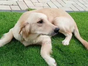 Golden Retriever Female Dog