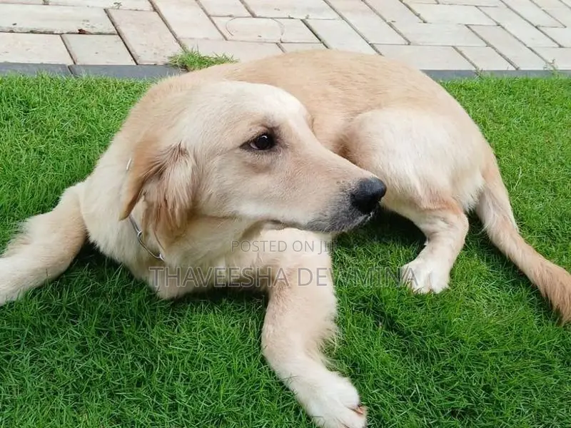 Golden Retriever Female Dog