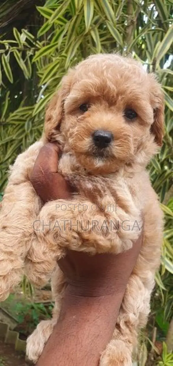 Toy Poodle Puppy
