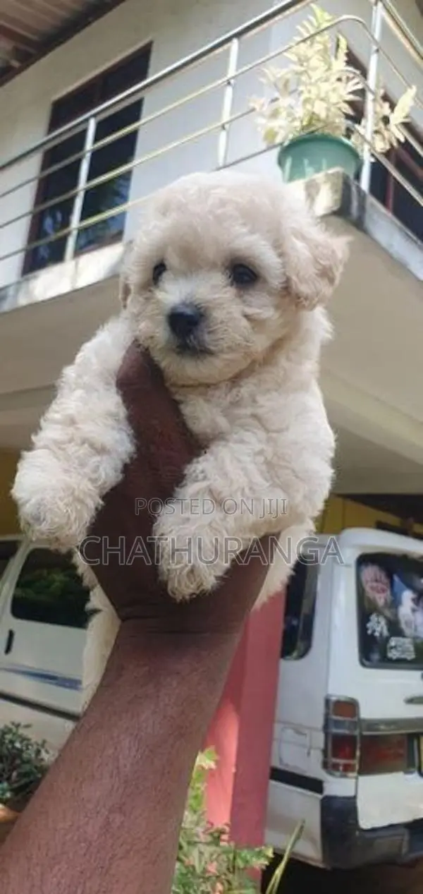 Toy Poodle Puppy