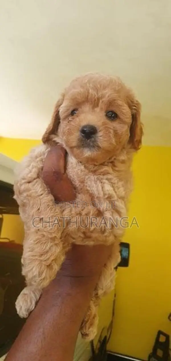 Toy Poodle Puppy