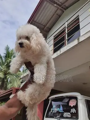 Toy Poodle Puppy