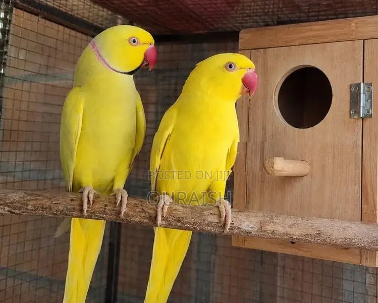 Yellow Ring Neck Parrot