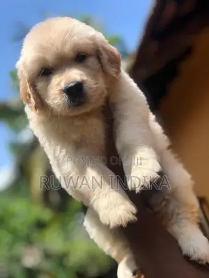 Golden Retriever Puppies