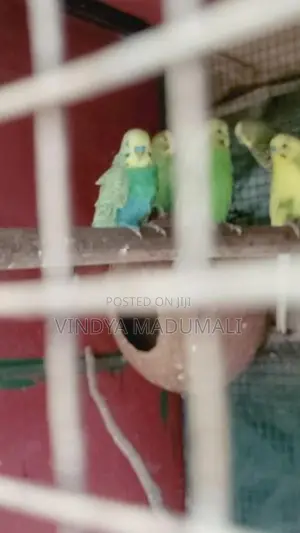Love Birds