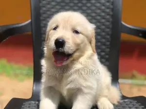 Golden Retriever Puppies
