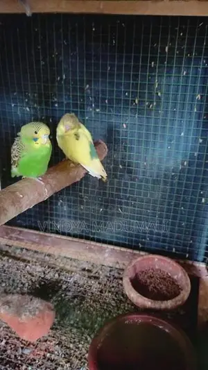 Love Birds