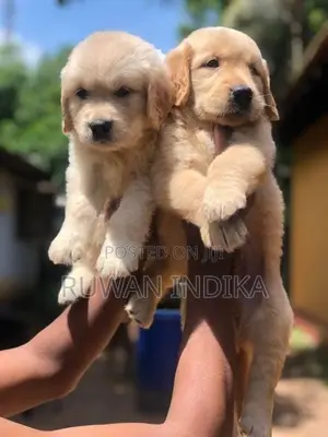Golden Retriever Puppies