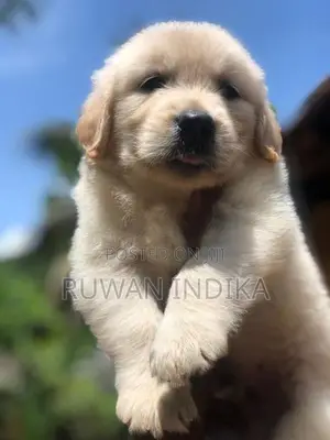 Golden Retriever Puppies