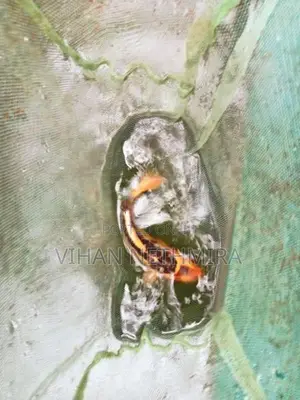 Tiger Oscar