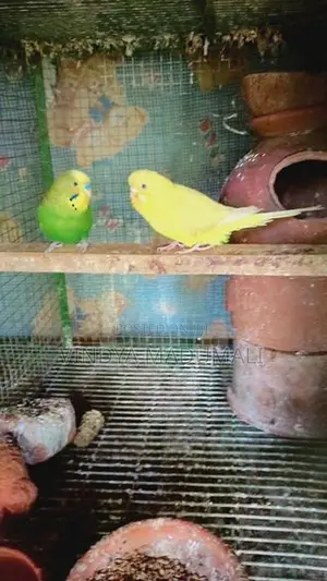 Love Birds
