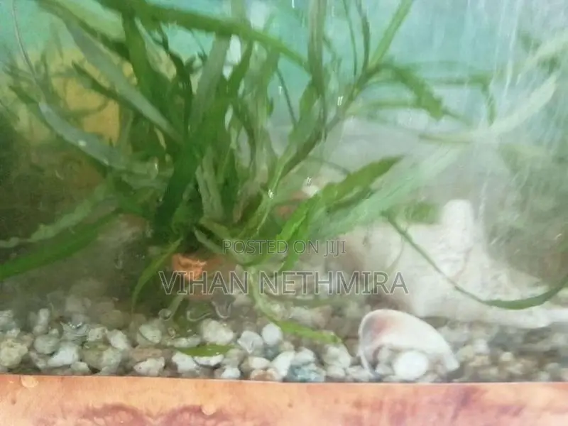 Tiger Oscar