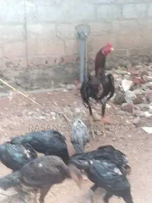 කුකුළන් හතර දෙනකු