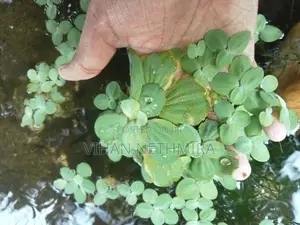 Fish Tank Water Plants