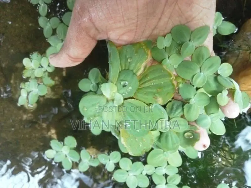Fish Tank Water Plants