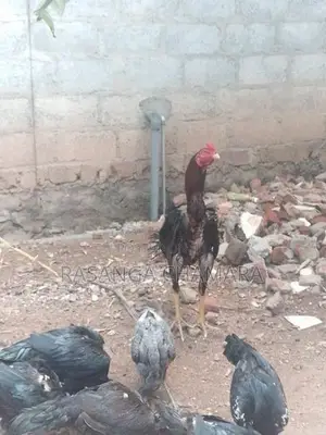 කුකුළන් හතර දෙනකු