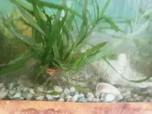Fish Tank Water Plants