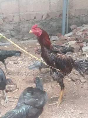 කුකුළන් හතර දෙනකු
