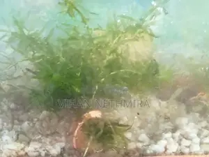 Fish Tank Water Plants