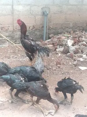 කුකුළන් හතර දෙනකු
