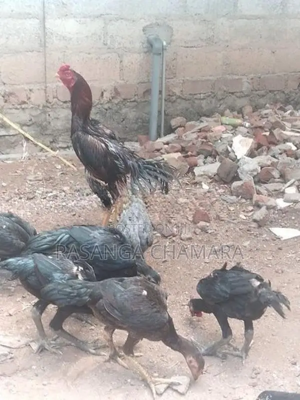 කුකුළන් හතර දෙනකු