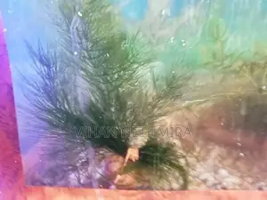 Fish Tank Water Plants