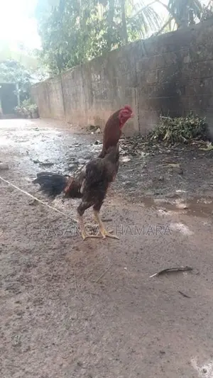 කුකුළන් හතර දෙනකු