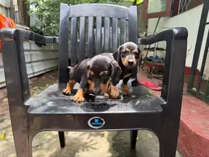 Dachshund Puppies