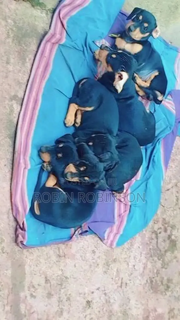 Dachshund Puppies