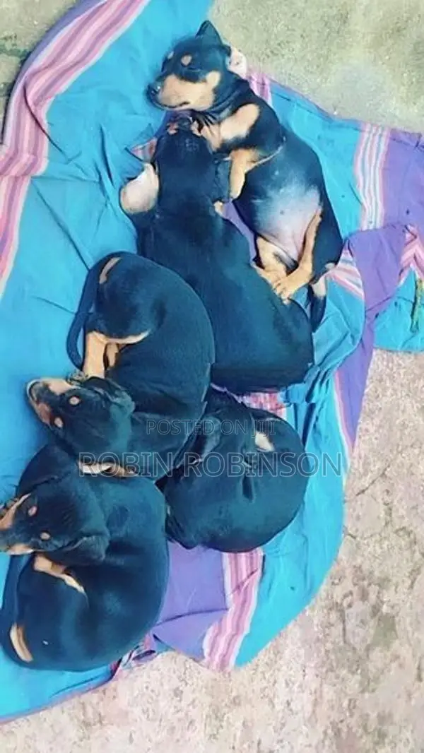 Dachshund Puppies