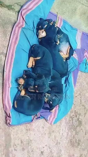 Dachshund Puppies