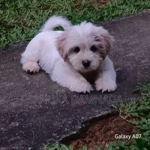 Shih Tzu Puppy
