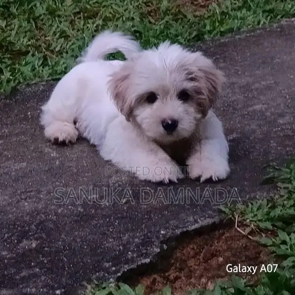 Shih Tzu Puppy