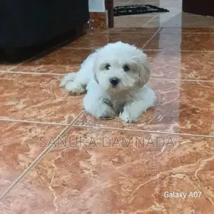 Shih Tzu Puppy