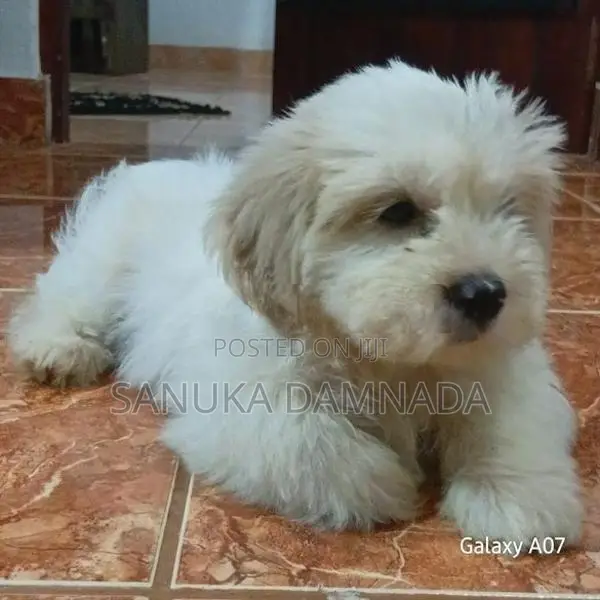 Shih Tzu Puppy