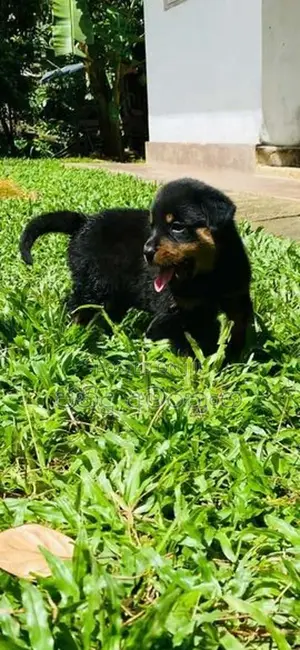 Rotweiler Puppy