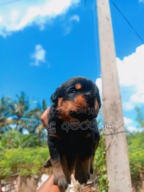 Rotweiler Puppy
