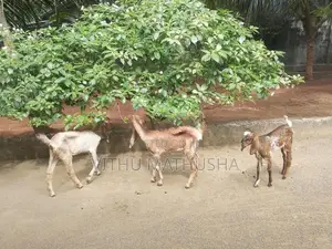 Farm Goat