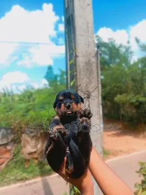 Rotweiler Puppy