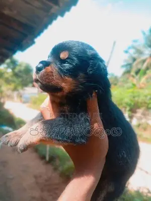 Rotweiler Puppy