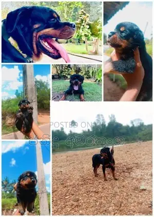 Rotweiler Puppy